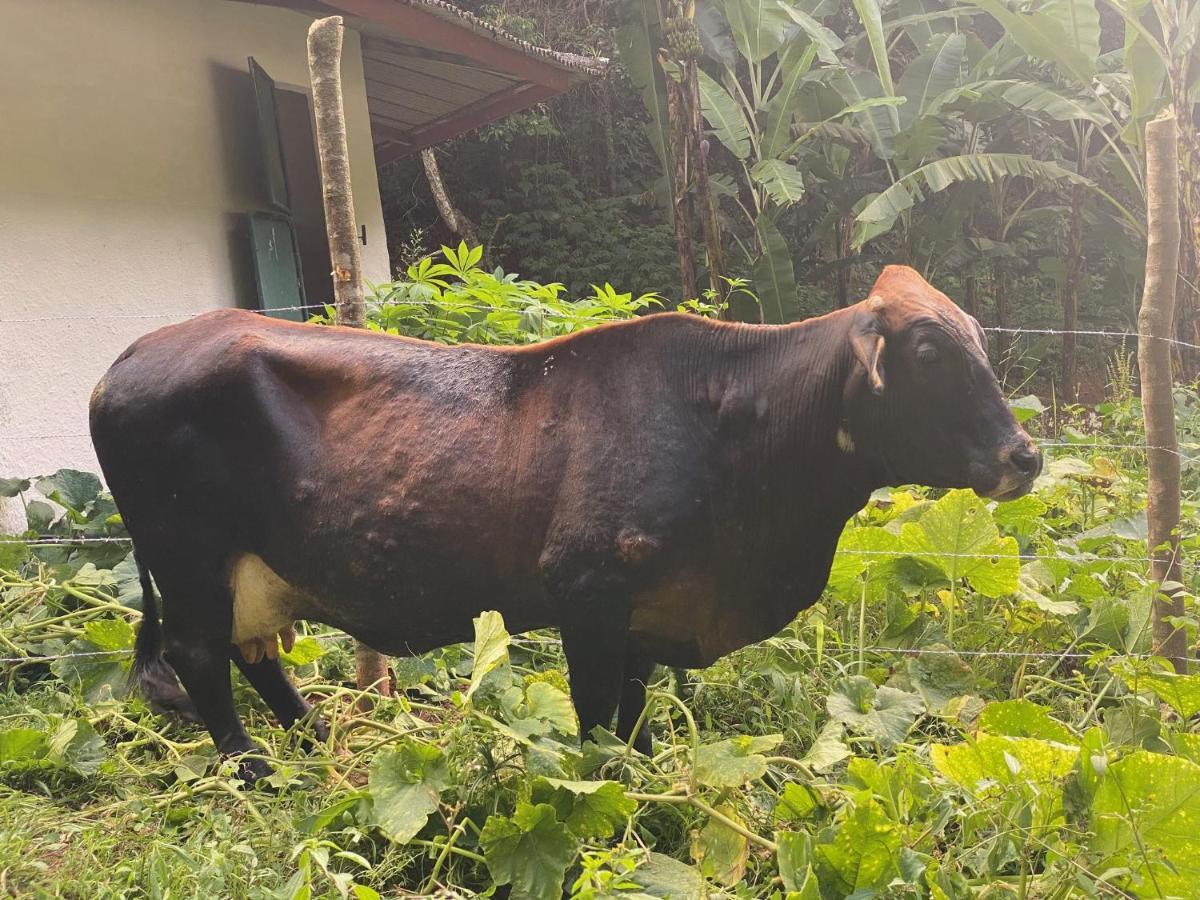 Hotel Fazenda Bonanza Engenheiro Paulo de Frontin Ngoại thất bức ảnh